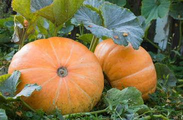 Obraz premium Two mature large, orange pumpkins on the bed