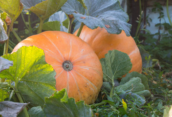 Obraz premium Two mature large, orange pumpkins on the bed