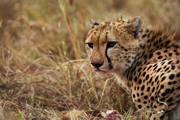 Closeup of a cheetah with blood stain on mouth while eating a kill. 