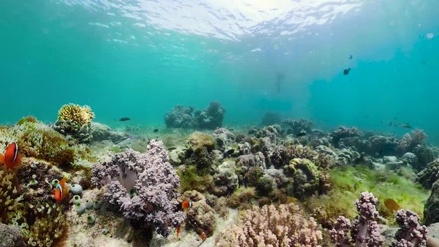 Tropical Fishes on Coral Reef, underwater scene 360 panorama. Camiguin, Philippines. Beautiful corals and clown fish. Sunshine in the sea.