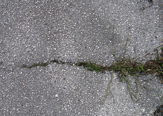 Gray asphalt with grass growing in a crack. Abstract background