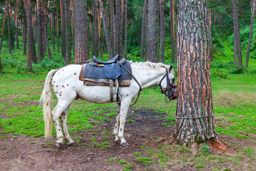 An adult white spotted horse with a saddle tied for a bridle to a tree and sleeps in a forest with...