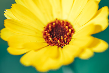 Beautiful yellow flower Macro Shot in garden