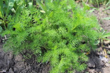 moss-grass in the ground