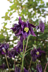 purple flowers in the garden