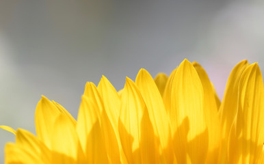 detail closeup of yellow sunflower grey background space for text 