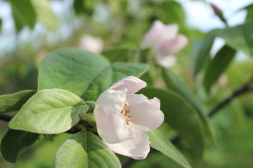Pucture of peach tree flower on green natural background