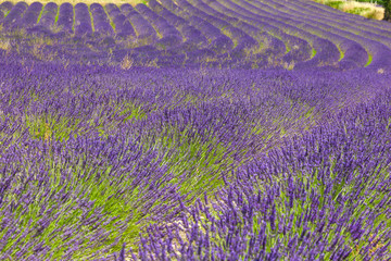 Obraz na płótnie Canvas Endless rows of lavender. Provence.