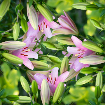 Floral pattern of flowers and buds of lilies.
