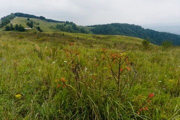 different flowers on a meadow lawn in the caucasus nature near kislowodsk