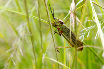 Macro naturalistic photograph of a green grasshopper, with red dots, in the middle of a meadow in South Africa.