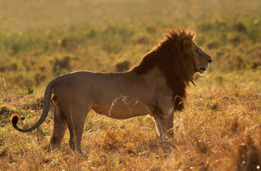 Fototapeta na wymiar The lion king in the morning hours in Masai Mara, Kenya