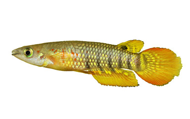 Werner Killifish Aquarium Fish Aplocheilus werneri 