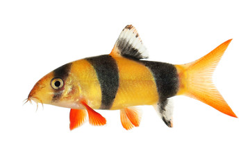 Clown loach tiger botia catfish Botia macracanthus aquarium fish 