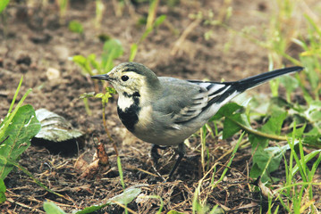 just a wagtail walks across the field