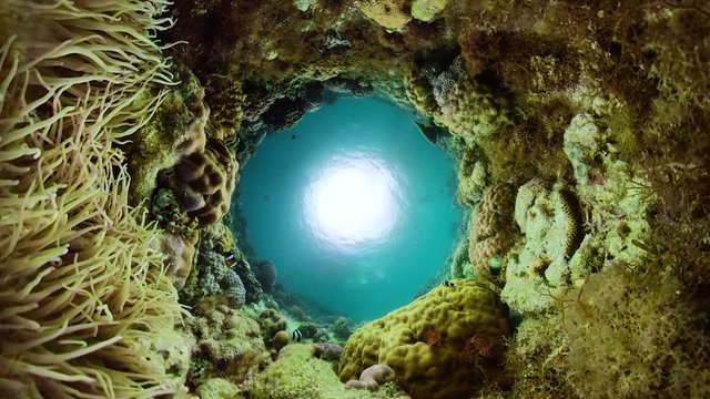 Beautiful underwater landscape with tropical fishes and corals. Life coral reef. Camiguin, Philippines.