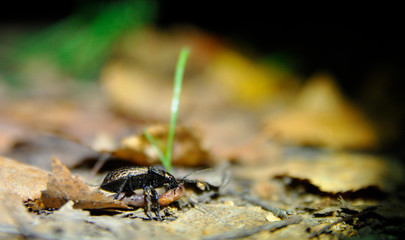 bug and its prey - a worm