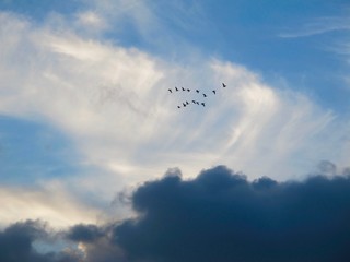 A flock of birds flying on the bright blue sky with little bit of clouds     