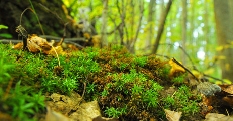 Naklejka na ściany i meble moss on a forest