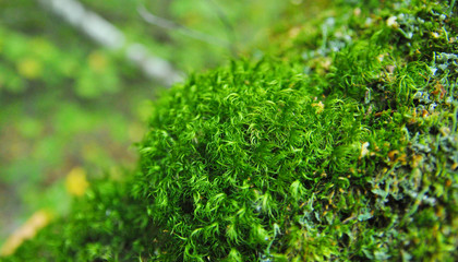 moss on a fallen tree