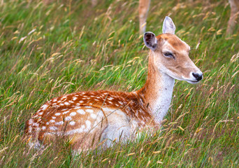 Naklejka na ściany i meble Fallow deer, Dama dama, female doe resting on grass with spotted coat. Sitting in long green grass. Phoenix Park, Dublin, Ireland, Europe.