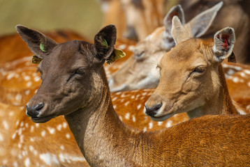 Fallow deer Dama dama, two does with ear tags, Phoenix Park, Dublin, Ireland, Europe. Side face profile, dark and light coloured colored coats. Tags in ears. Closeup or close up fur texture detail
