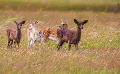 Naklejka na ściany i meble Fallow deer Dama dama, wild young baby fawns with ear tags, Phoenix Park, Dublin, Ireland, Europe. Tall grass blowing in wind. Dark and light coloured coats, color variation