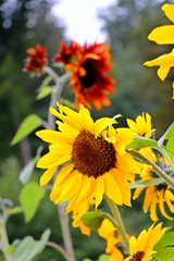 Obraz premium Variety of sunflowers in german garden. Red and yellow booms. Selected focus.