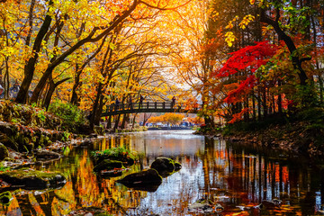 Colorful Autumn in South Korea.