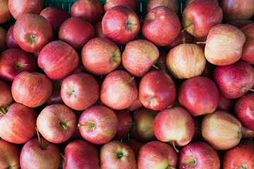 horizontal close up of a crate of red and golden organic apples