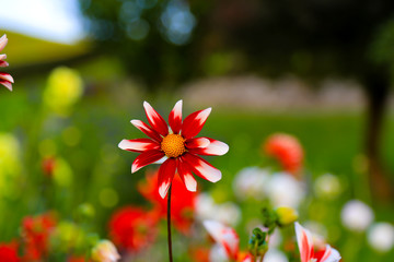 Blumen