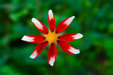 Blumen