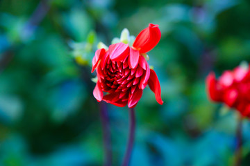 Blumen