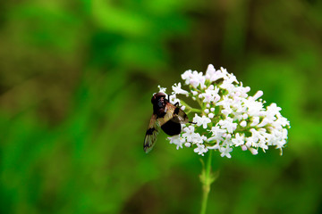 Blumen