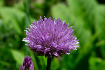 Blumen