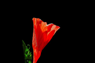 Blumen