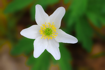 Blumen