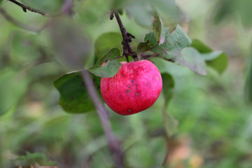 a lonely apple on autumn tree on background of blurred leaves