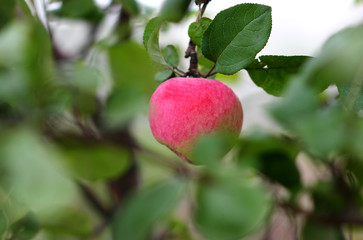 red ripe apple hanging on a branch on a blurred background of leaves