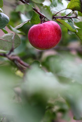 a lonely apple on autumn tree on background of blurred leaves