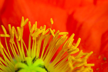 Blumen