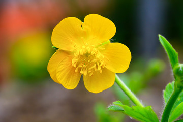 Blumen