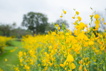 Field of Crotalaria Juncea or sunn hemp in Phutthamonthon,Nakhorn prathom