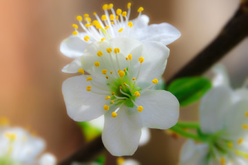 Blumen