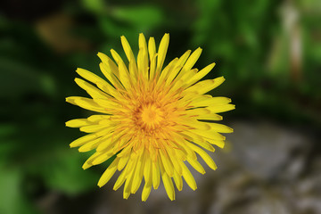 Blumen