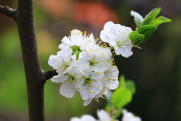 Blumen