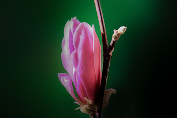 Blumen
