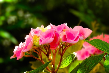 Blumen