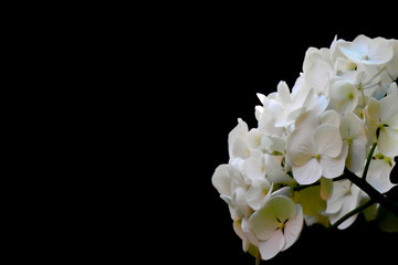 Blumen