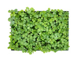 green clover meadow in white frame
